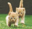 Serviette papier 2 chatons dans l'herbe 33cm X 33 cm 3 plis