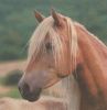 Serviette papier cheval 33cm X 33 cm 3 plis