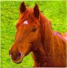 Serviette papier cheval dans la prairie 33cm X 33 cm 3 plis