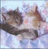 Serviette papier 2 chatons dormeur 33cm X 33 cm 3 plis
