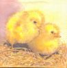Serviette papier motif 2 poussin jaunes de Paques