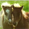 Serviette papier 2 poneys 33 cm X 33 cm 3 plis