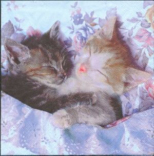 Serviette papier chat dormeur