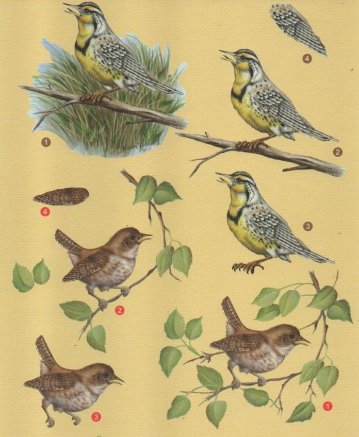 Feuille 3D oiseau brun pour carte 3D