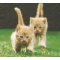 Serviette papier 2 chatons dans l'herbe 33cm X 33 cm 3 plis