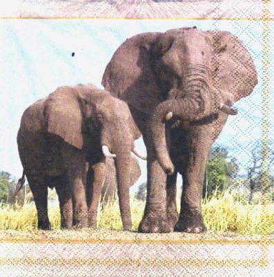 Serviette papier Famille Eléphants 33 cm X 33 cm 3 plis