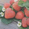 Serviette papier fraises et fleurs 33 cm X 33 cm 3 plis