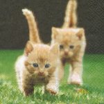 Serviette papier 2 chatons dans l'herbe 33cm X 33 cm 3 plis