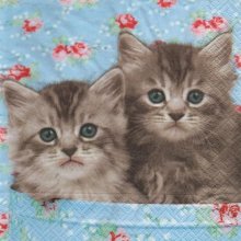Serviette papier 2 petits chats 33 cm X 33 cm 3 plis