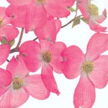 Serviette papier motif fleurs cerisier Japonais 