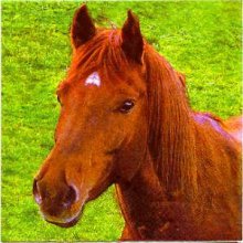 Serviette papier cheval dans la prairie 33cm X 33 cm 3 plis