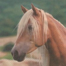 Serviette papier cheval 33cm X 33 cm 3 plis