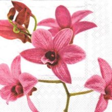 Serviette papier orchidée 33 cm x 33 cm 3 plis