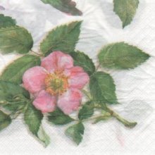Serviette papier rose canina 33 cm X 33 cm 2 plis